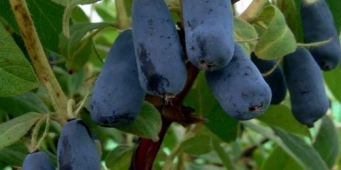 Volkhov orlovi nokti: opis sorte, fotografije i recenzije